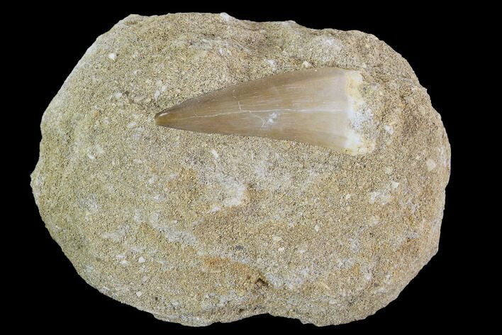 Mosasaurus Tooth In Rock - Nice Tooth #96178